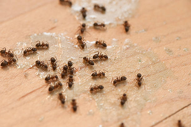 Roseville, MI Pest Control Company
